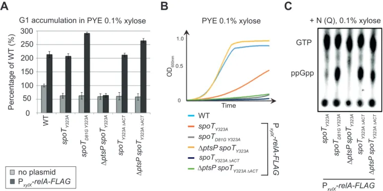 Figure 3. The ACT domain is required in vivo to support the hydrolase activity of SpoT