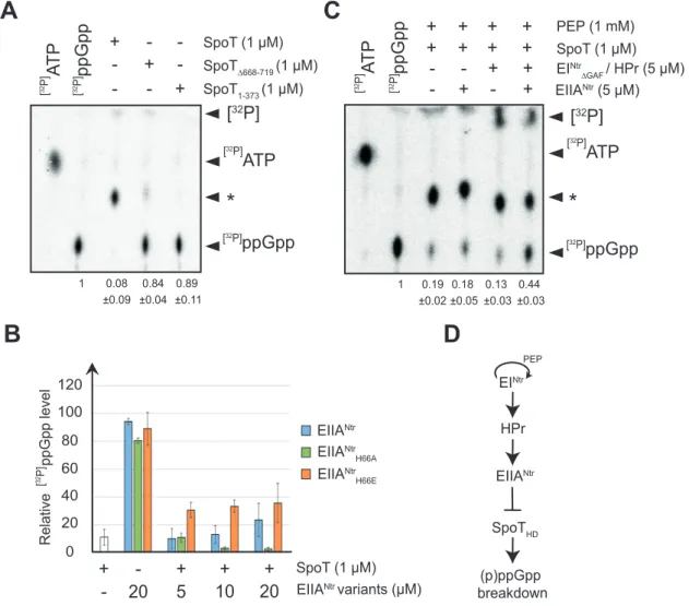 Figure 4. EIIA Ntr ∼ P inhibits the hydrolase activity of SpoT in vitro in an ACT-dependent way