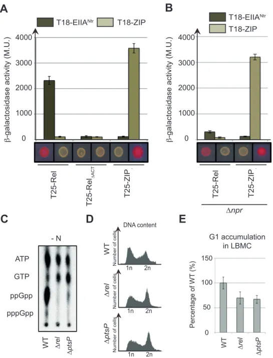 Figure 5. PTS Ntr modulates (p)ppGpp accumulation and cell cycle progression in S. meliloti