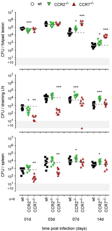 FIGURE 9 | Impact of CCR2 and CCR7 deficiency on the course of intradermal Brucella infection