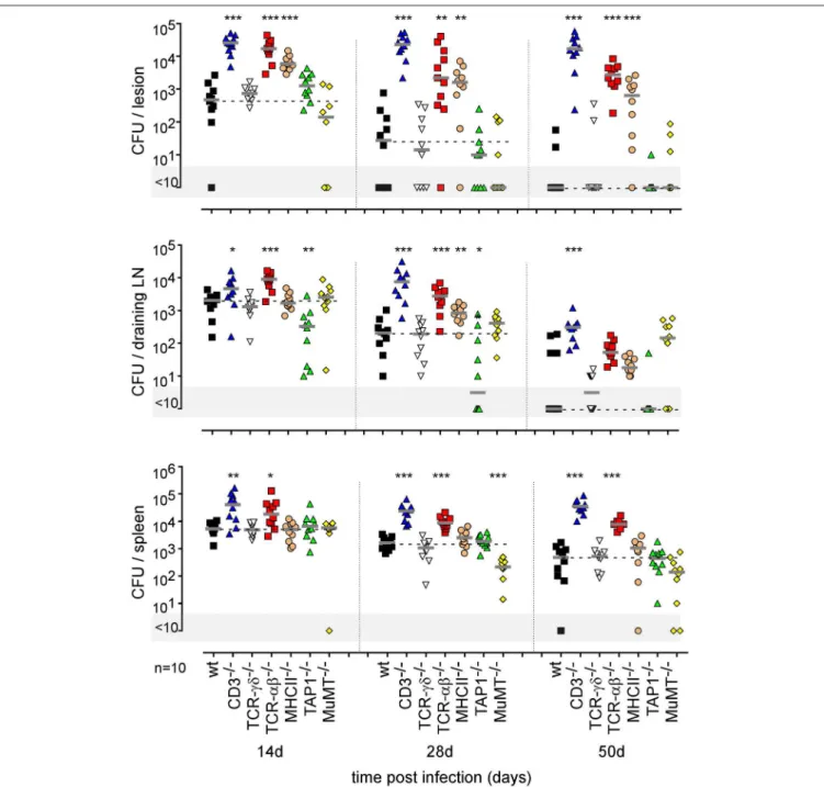 FIGURE 11 | Impact of various lymphocytes deficiencies on the course of intradermal Brucella infection