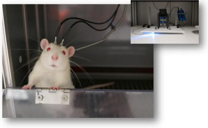 Figure 14 : Rat doublement connecté.  