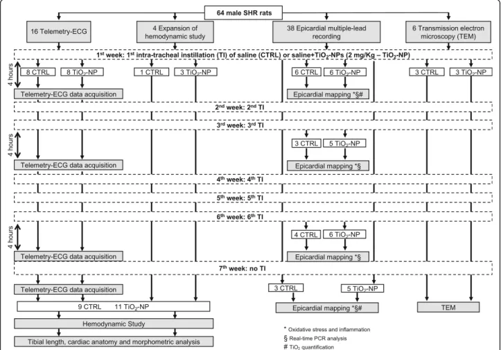 Fig. 1 Study population and experimental protocol. Flowchart describing the number of animals subjected to the different experimental procedures before and after intra-tracheal instillation of saline solution (CTRL group) or saline solution added with TiO 
