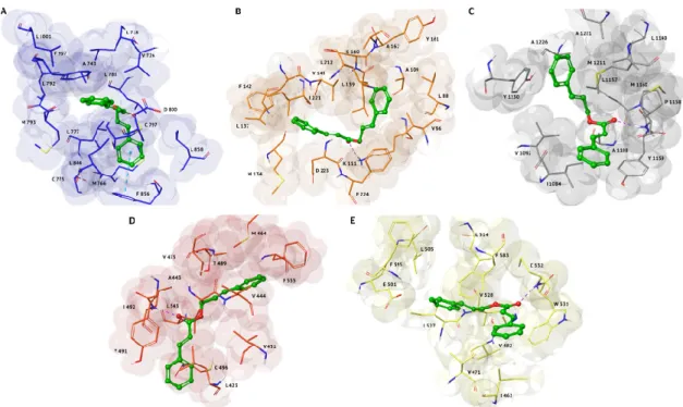 Figure  2.  3D  representations  of  the  best  docking  pose  of  cinnamyl  cinnamate  with  the  following  anti-cancer  targets:  (A)  EGFR  (PDB:  3POZ),  represented  as  blue  surface;  (B)  PDK1  (PDB:  3NAX),  represented as orange surface; (C) c-M
