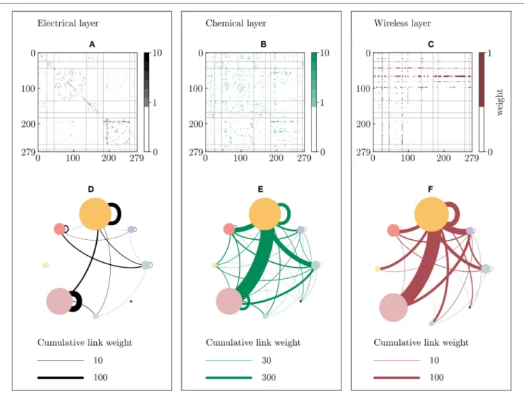 FIGURE 8 | Communities of the dynamical correlation-based C. elegans network. The network is divided into 8 communities of different size using the correlation matrices of the p-variable from the dynamical equations (see Methods 5.5)