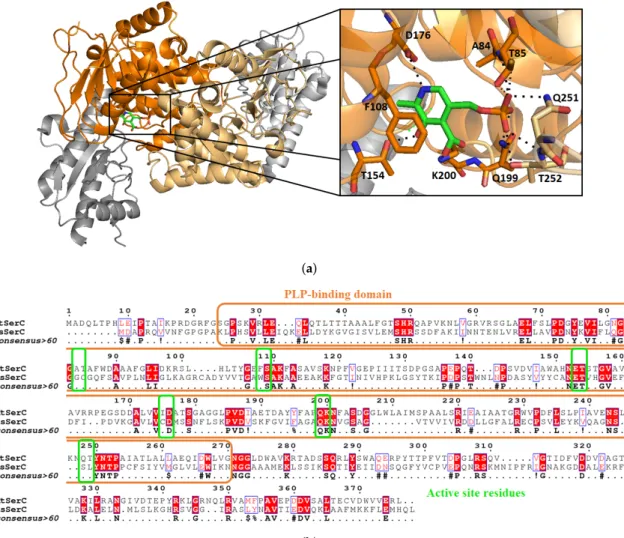 Figure 9. Structure of MtSerC homodimer (2FYF) with the substrate binding domains in orange