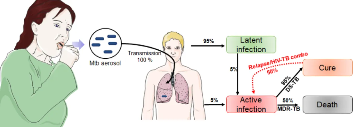 Figure 1. Stages of Mtb transmission and infection cycle showing that 95% of infected patients will have the latent form, and 50% of relapse cases will go directly from latent to active form (only 5% for new cases) [10]