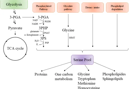 Figure 4. General representation of serine biosynthesis in different organisms and its connection with different metabolic pathways