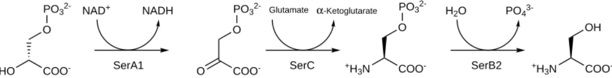 Figure 5. Representation of serine phosphorylated pathway of Mtb in which each step is catalyzed by a different protein