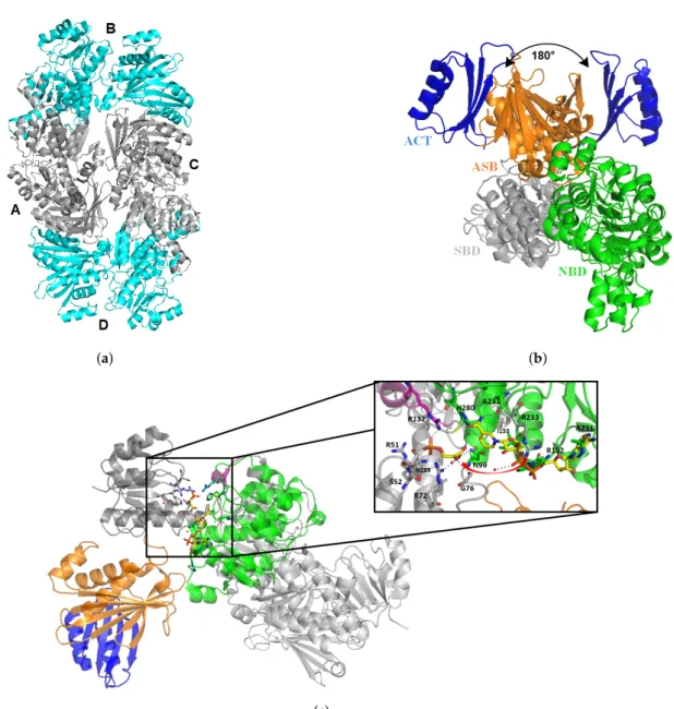 Figure 6. Structure of Mtb PHGDH (SerA1, 1YGY). The tetrameric form of SerA with two monomers in blue (B and D), and two 180 ◦ shifted monomers in grey (A and C) (a)