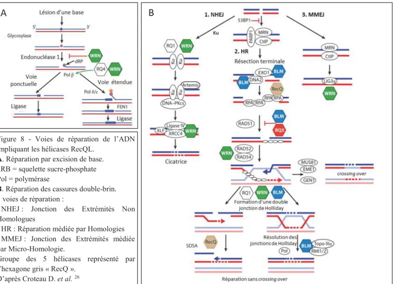Figure  8  -  Voies  de  réparation  de  l’ADN  impliquant les hélicases RecQL. 