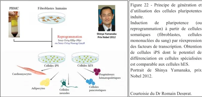 Figure  22  -  Principe  de  génération  et  d’utilisation  des  cellules  pluripotentes  induite
