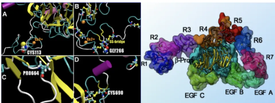 Figure 2. Closeup of the low density lipoprotein receptor (LDLR) mutation sites  and  nearby  points  of  interest  are  shown  on  the  left  panel  and  labelled  A  to  D