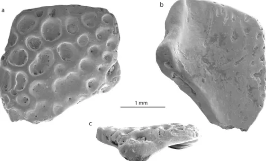 Table 1.  Measurements of the snout-vent length (SVL) and height of the transition from the iliac shaft and ilial  body (HT) of some Calyptocephalella spp