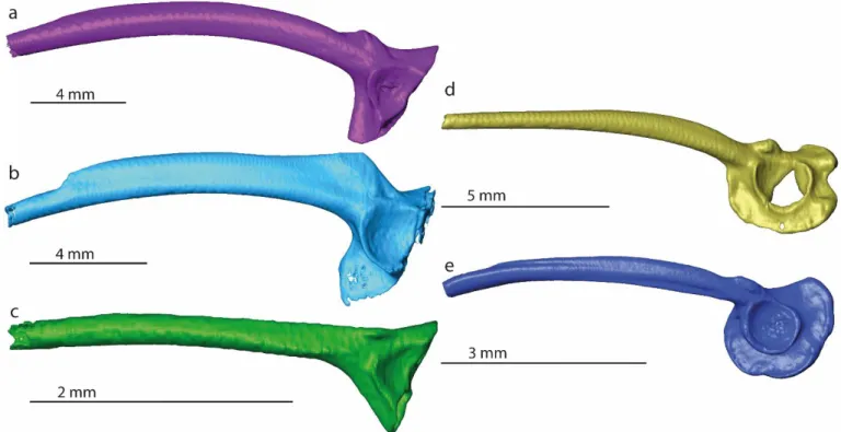 Figure S2. 3D models of ilia of Alsodes nodosus (a), Leptodactylus validus (b), Allophryne ruthveni (c), Centrolene  buckleyi (d), Dendrobates tinctorius (e)