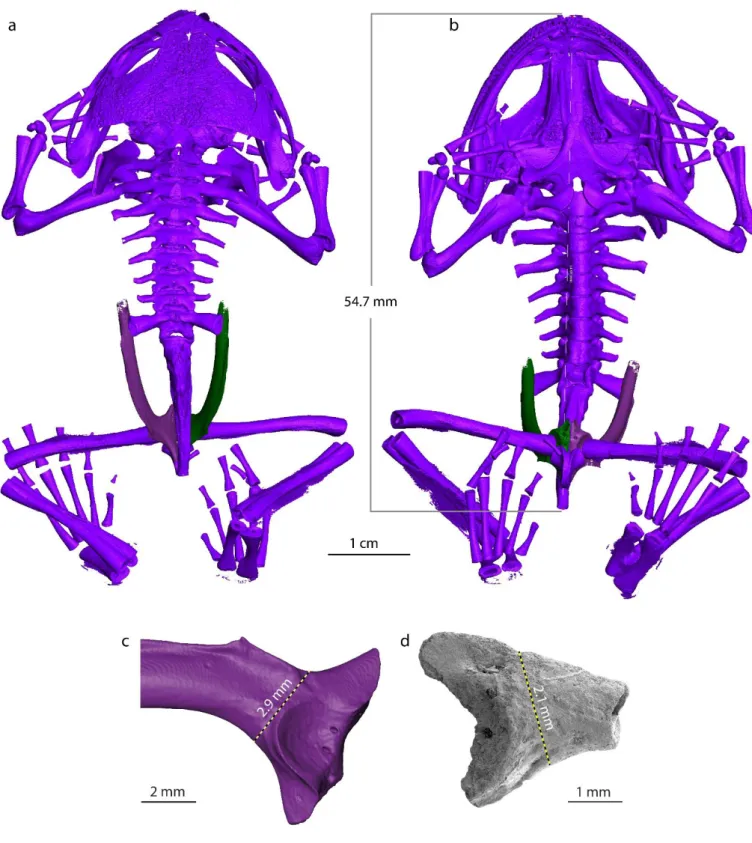 Figure S3. a-c 3D reconstruction of Calyptocephalella gayi (M13105 / cas:sua:10082 from 