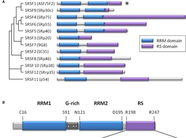 Figure 8. La famille des protéines SR humaine. 
