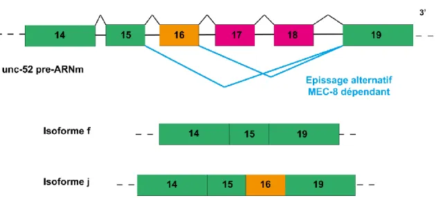 Figure 21. Les isoformes de l’ARN messager de unc-52 induits par MEC-8 