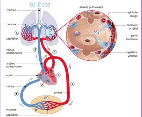 FIGURE 1 : Circulation pulmonaire et circulation systémique 