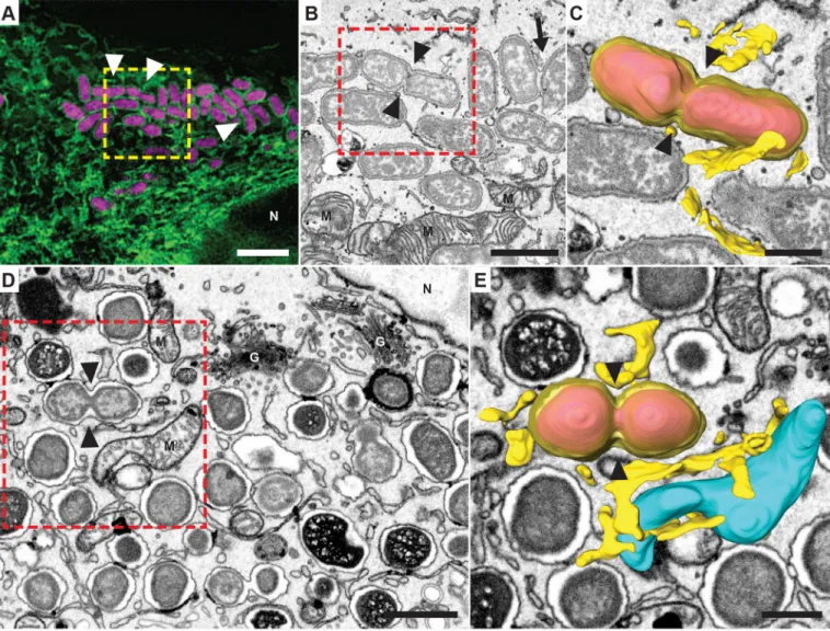 Fig. 1. Three-dimensional structure of the rBCV revealed with correlative FIB/SEM tomography