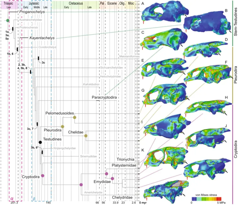 Figure 1.  Stress plots resulting from biomechanical analysis of turtles simulated for bilateral biting