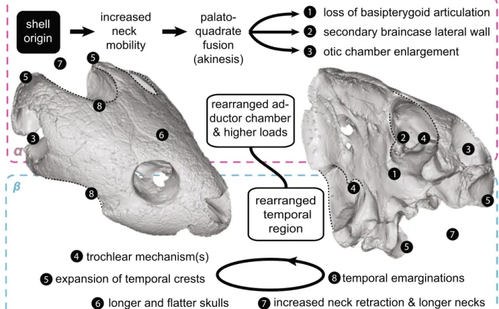 Figure 5.  Hypothesis of progressive correlation between neck and head during turtle evolution