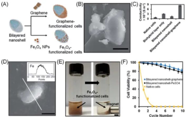 Fig. 5 Post-functionalization of S. cerevisiae cells encapsulated in bilayered nanoshells