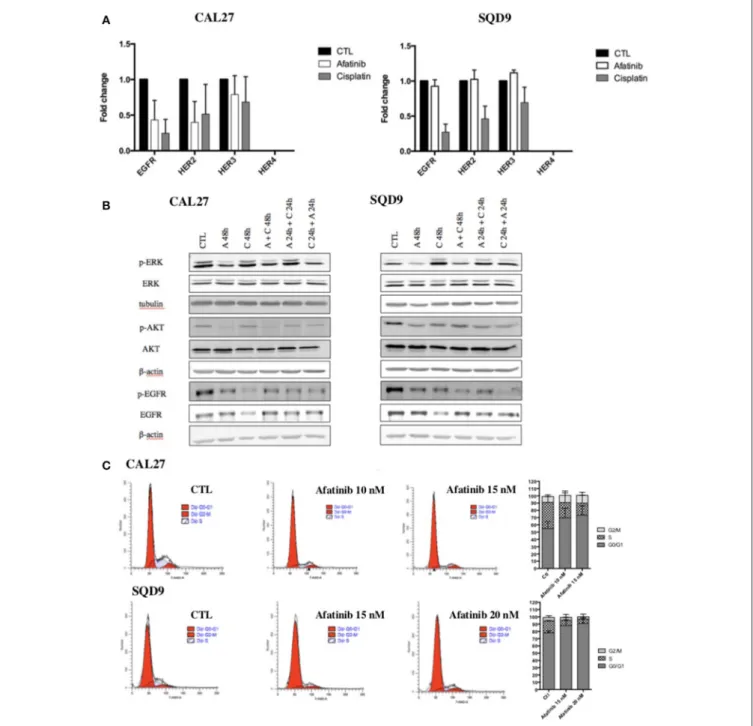 FIGURE 2 | Effects of afatinib and cisplatin incubation on ErbB family receptor mRNA expression, EGFR signaling pathways and cell cycle distribution in Cal27 and SQD9 cells