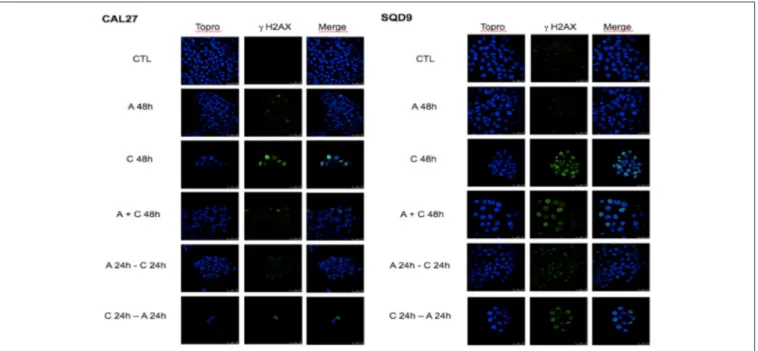 FIGURE 3 | Effects of afatinib and cisplatin incubation on DNA damages. Cal27 and SQD9 cells were plated on glass cover slips and incubated and incubated with the different sequences of cisplatin and/or afatinib for 48 h