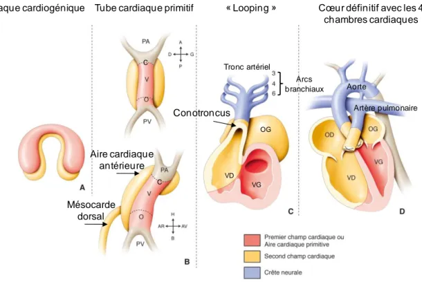 Figure  1.  Etape  du  développement  embryonnaire  cardiaque  chez  l’Homme.  Stade  plaque  cardiogénique  avec les cellules du premier et du  second champ cardiaque  (A)