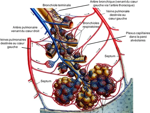 Figure 12. Echanges alvéolo-capillaires lors de la circulation pulmonaire. Le sang appauvri en O 2  arrive au  niveau des alvéoles pulmonaires par l’intermédiaire des APs qui se ramifient en capillaires pulmonaires