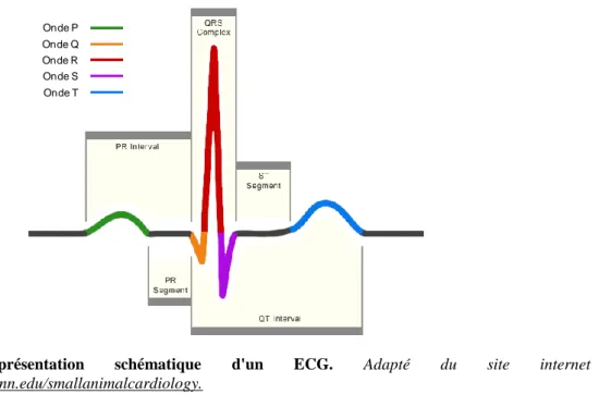 Figure  21.  Représentation  schématique  d'un  ECG.  Adapté  du  site  internet  http://research.vet.upenn.edu/smallanimalcardiology