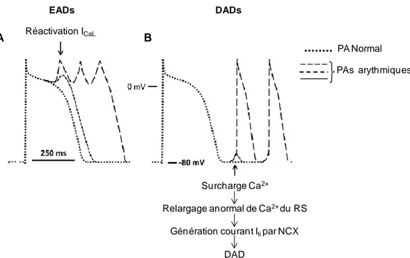 Figure  24.  Représentation  de  post-dépolarisations  précoces  et  tardives.  Les  EADs  sont  liées  à  une  réactivation  du  courant  I CaL (A)