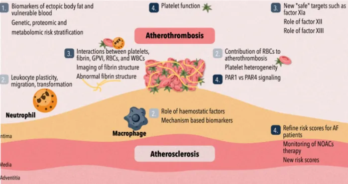 Fig. 1 Visual representation of the consensus recommendations regarding (1) risk factors, biomarkers and plaque instability; (2) circulating cells including platelets and atherothrombosis; (3) coagulation proteases, ﬁbrin(ogen) and thrombus formation; and 