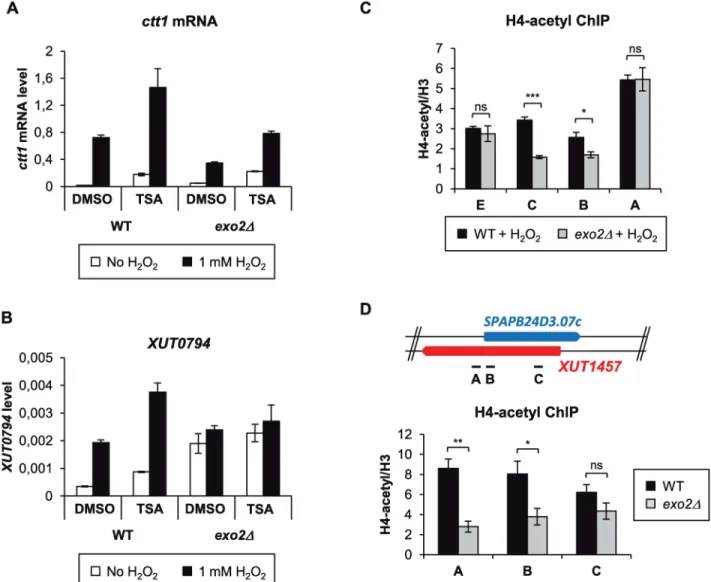 Fig 5. asXUT-mediated attenuation of ctt1 depends on HDAC. A-B. Strand-specific RT-qPCR analysis of ctt1 mRNA and XUT0794 levels in the presence of HDAC inhibitor