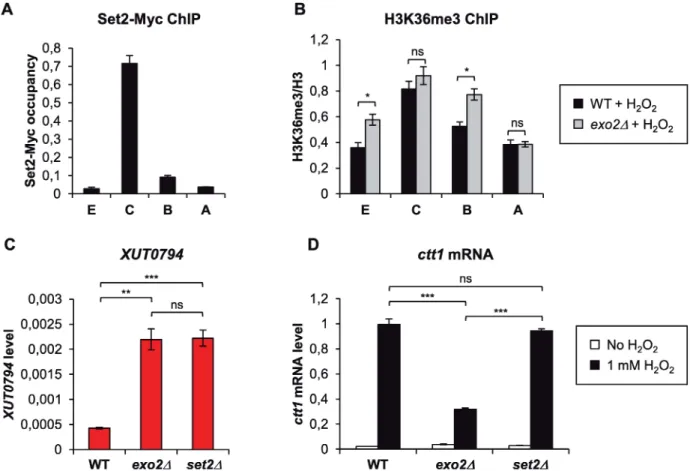 Fig 6. Role of Set2-dependent H3K36me3 in ctt1 attenuation. A. Set2 is recruited to ctt1 upon oxidative stress