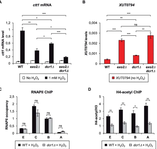 Fig 7. Dicer controls ctt1 induction independently of Exo2. A. Analysis of ctt1mRNA induction in WT, exo2Δ, dcr1Δ and exo2Δ dcr1Δ cells