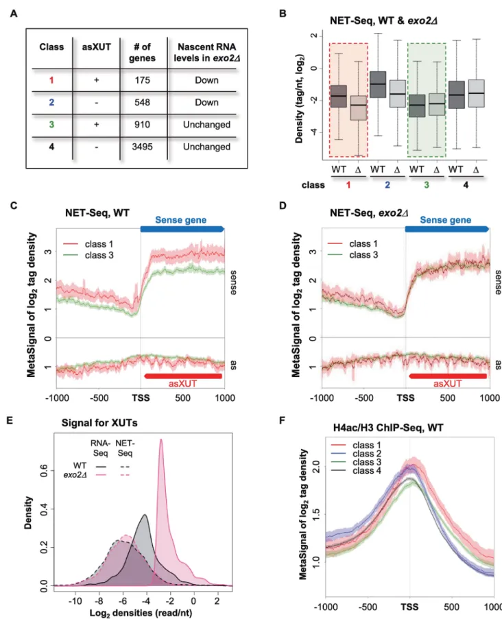 Fig 1. Genome-wide identification of class 1 genes in S. pombe. A. Transcriptional attenuation in exo2Δ cells