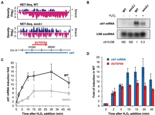 Fig 2. ctt1 induction upon oxidative stress is impaired in Exo2-deficient cells. A. Snapshot of nascent transcription (NET-Seq) signals along the ctt1gene in WT (upper panel) an exo2Δ (lower panel) cells