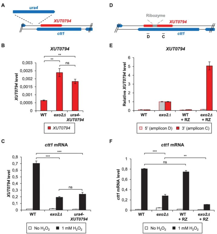 Fig 3. ctt1 attenuation level correlates with XUT0794 abundance. A. Schematic representation of ura4 insertion upstream from XUT0794