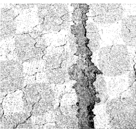 Fig.  1.-Map  cracking in sidewalk, show-  ing  extruded joint  filler  due to  expansion 
