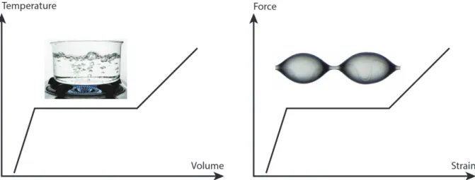 Figure 3.1 – The windlass mechanism can be seen as a mechanical phase transition, analogous to the daily life experience of water boiling.