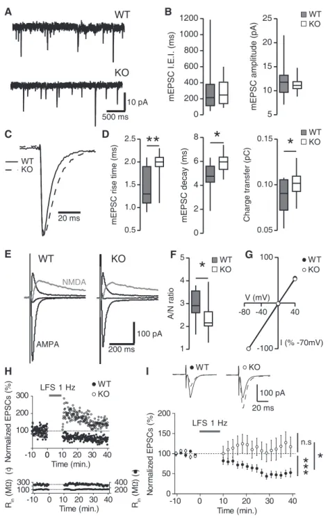 Figure 3. Electrophysiological characterization of glutamatergic transmission in projection neurons of the NAc in Maged1 KO mice.
