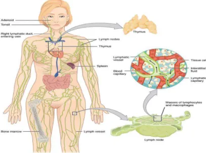 Fig. 3: Nouveaux cas estimés de leucémie, lymphome, myélome en 2014  (Institut National du Cancer, 2015)