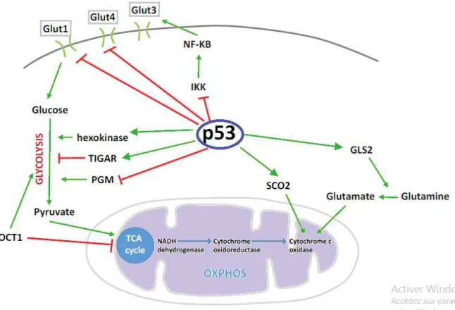 Fig. 11:Représentation schématique des différents effets métaboliques régulés par p53
