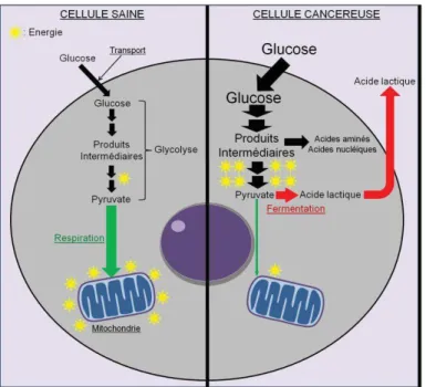 Fig. 12: Dérégulation du métabolisme énergétique dans les cellules cancéreuses (Grégory  Ségala)