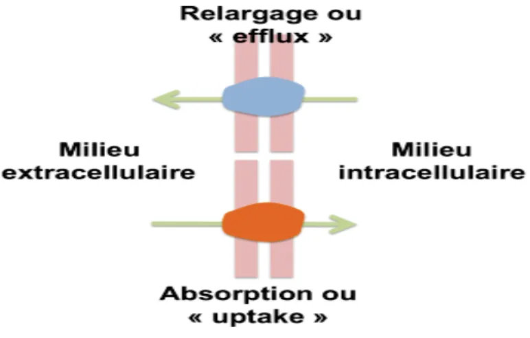 Fig. 16: Schéma représentatif de mécanismes de transports à travers la membrane. 