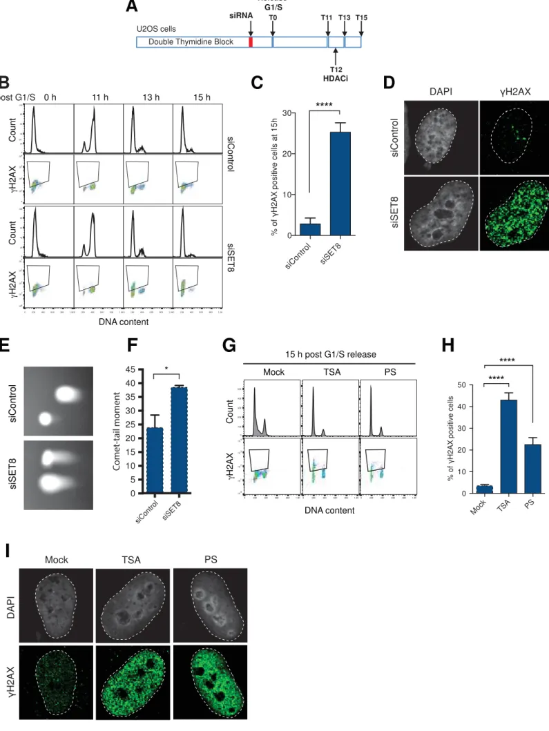 Figure 1: Genome integrity correlates with chromatin dynamics in cells exiting Mitosis