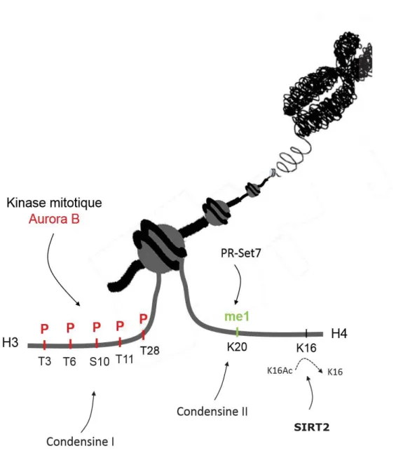 Figure  5 :  Les  principales  modifications  post-WUDGXFWLRQQHOOHV G¶KLVWRQHV HQ mitose