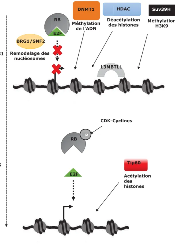 Figure  6 :  Mécanismes  épigénétiques  régulant  la  transition  G1/S  via  la  PRGXODWLRQGHO¶H[SUHVVLRQGHVJqQHVFLEOHVGH() G1 RB E2F S RB E2F P  CDK-Cyclines HDAC  Déacétylation des histones DNMT1 Méthylation GHO¶$'1BRG1/SNF2  Suv39H  Méthylation H3K9 Tip